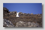 ymeroe-blomstbugthase1exp