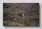denalidallschaf01exp