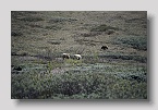 denaligrizzly01exp