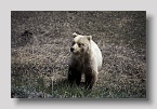 denaligrizzly03exp