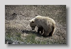 denaligrizzly04exp