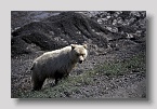 denaligrizzly05exp