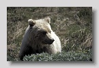 denaligrizzly06exp