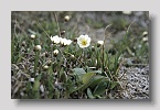 denalipflanze01exp
