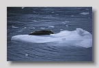 princewilliamsoundrobben01exp