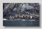 princewilliamsoundseeloewen03exp