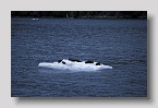 princewilliamsoundseeottern01exp