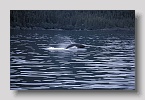 princewilliamsoundwal01exp