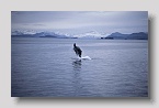 princewilliamsoundwal02exp
