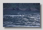 princewilliamsoundwal05exp