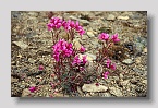 Amassa-valflowers02exp
