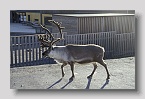 2006-Longyearbyen-rentier1exp