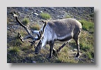 2006-Longyearbyen-rentier2exp