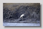 2006-bellsund-eisbaer1exp