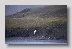 2006-bellsund-eisbaer3exp