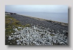 2006-bellsund-knochen1exp