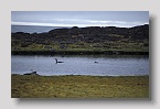 2006-edgeoya-tusenoyane-aekongen-eiderexp
