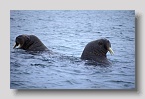 2006-edgeoya-walrossexp