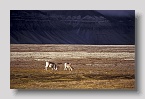 2006-gipsdalen-rentiere1exp