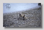 2006-nyalesund-fuchs1exp