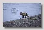 2006-nyalesund-fuchs2exp