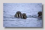 2006-storoya-walross2exp