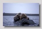 2006-storoya-walross4exp