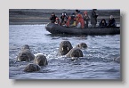 2006-storoya-walross5exp